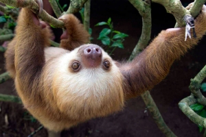 Oso Perezoso en Cahuita